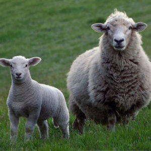 Sheep & Lamb